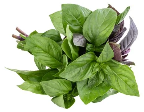Bunch of basil isolated on white background Stock Photos