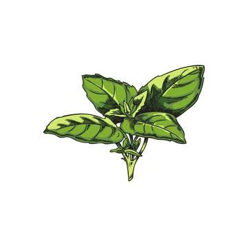 Bunch of basil leaves, hand drawn sketch vector illustration isolated on white Stock Illustration