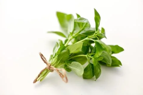 Bunch of basil on white background Stock Photos