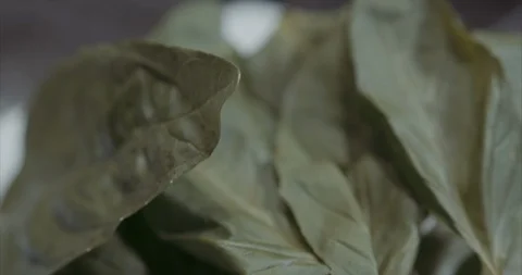 Bunch of basil on a white plate Stock Footage 105301273