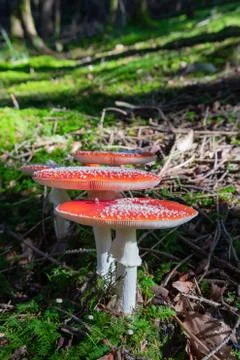 Bunch of beautiful fly agaric toadstools in their natural habitat Stock Photos