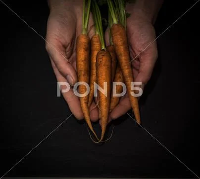 A Bunch Of Beautiful Fresh Organic Carrots, Being Held Over A Black Background.