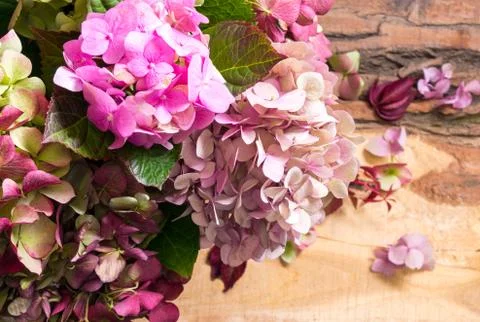 Bunch of beautiful hydrangea flowers. Stock Photos