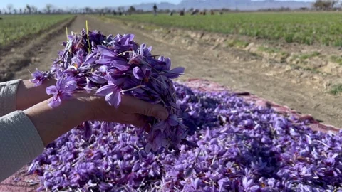 A bunch of beautiful saffron flowers in the hands of a farmer Stock Footage 170073756