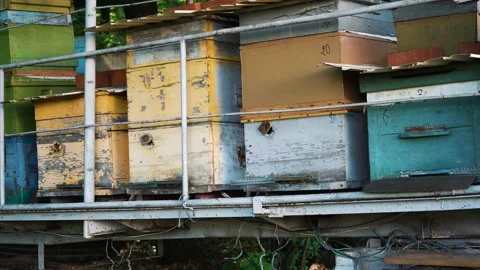 A bunch of bee hives next to each other Stock Footage 135827315