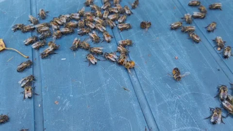 Bunch of bees  Video stock 138695637