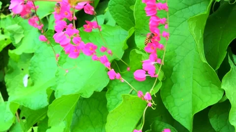 Bunch of bees Stock Footage 300072838