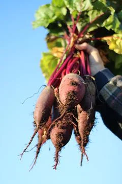 Bunch of beetroot fresh juicy crispy vegetables harvested in women's hand Foto stock