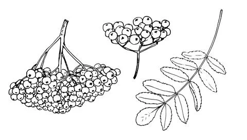 A bunch of berries and a ROWAN leaf. a sketch-style set of round rowan berries Stock Illustration