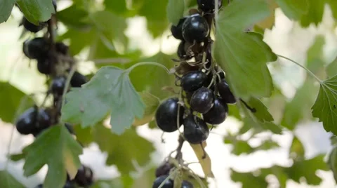 The bunch of berries of beautiful black currant swaying in the breeze. Close up. Stock Footage 68366162