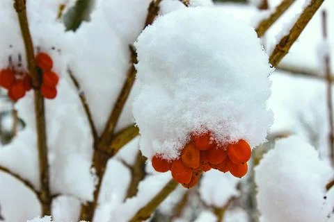Bunch of berries under a heavy layer of fresh snow Stock Photos