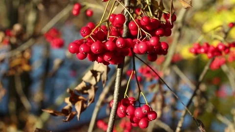 Bunch berry of bright red mountain ash Stock Footage 84315583