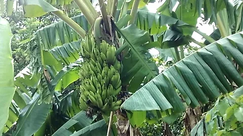 https://images.pond5.com/bunch-big-green-banana-hanging-footage-121564545_iconl.jpeg