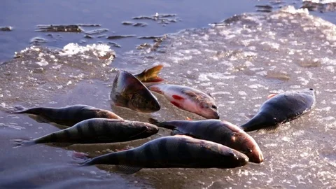Bunch of big perch on ice raft rotating Stock Footage 75307125