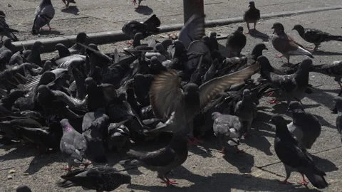Bunch of birds Stock-Footage 311481741