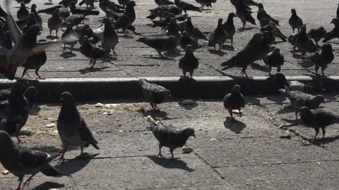 Bunch of birds Stock-Footage 311482246
