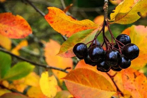 Bunch of black ashberry. Stock Photos