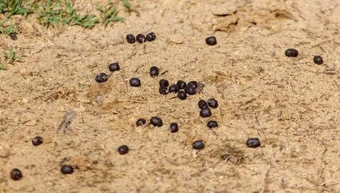 A bunch of black bugs are scattered across the ground Stock Photos