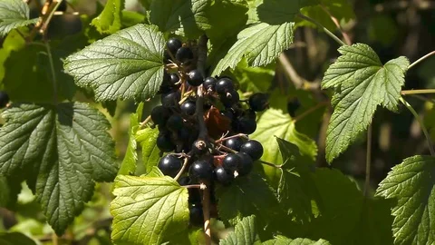 A bunch of black currant on bushes Stock Footage 77099093