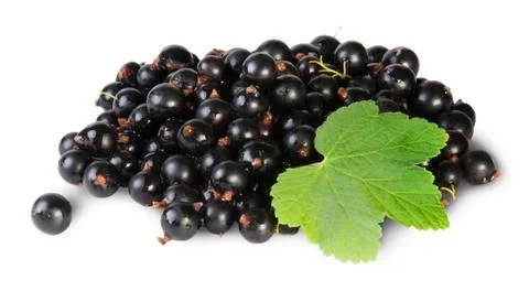 Bunch of black currant with leaf rotated Stock Photos