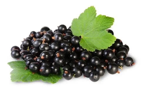 Bunch of black currant with two leafs Stock Photos