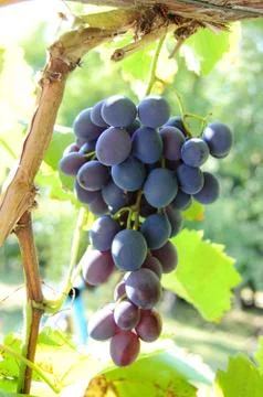 Bunch of black grape Stock Photos