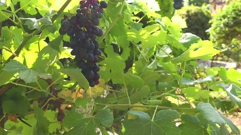 Bunch of black grapes on a branch Stock Footage 110803744