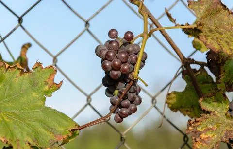 A bunch of black grapes close-up on the background of a fence made of a metal Stock Photos