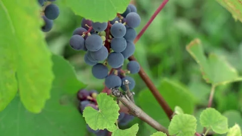 Bunch of black grapes close up. Stock Footage 208629728