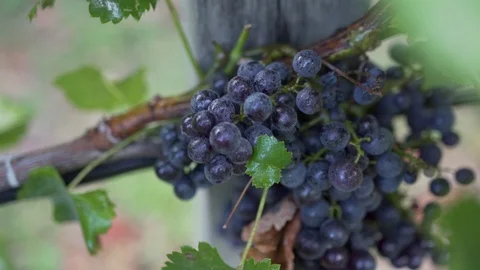 Bunch of black grapes close-up in slow motion 스톡 동영상 123979676