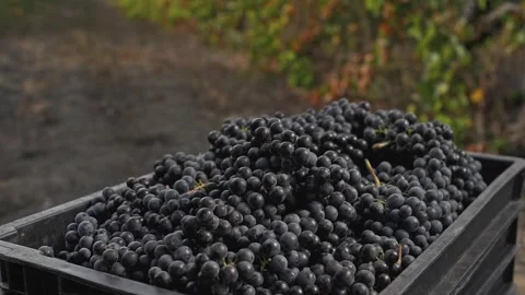 Bunch of black grapes falls in slow motion into a box filled with grapes. Video stock 270065544