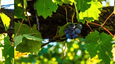 Bunch of black grapes Stock Footage 97433380