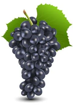 Bunch of black grapes Stock Illustration