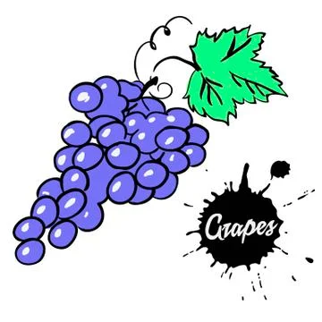 Bunch of black grapes Stock Illustration