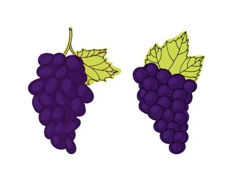 Bunch of black grapes. Stock Illustration