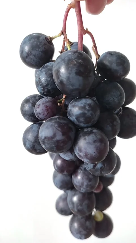 Bunch of black grapes on white background, vertical close-up video Stock Footage 282305054