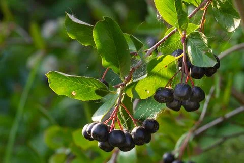 A bunch of black mountain ash berries on a bush Stock Photos