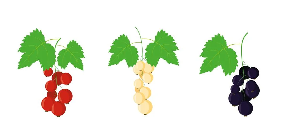Bunch of black red white currant. Fresh ripe berry fruit. Summer garden harvest. 库存插图