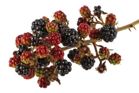Bunch of blackberries Stock Photos