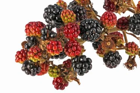 Bunch of blackberries Stock Photos