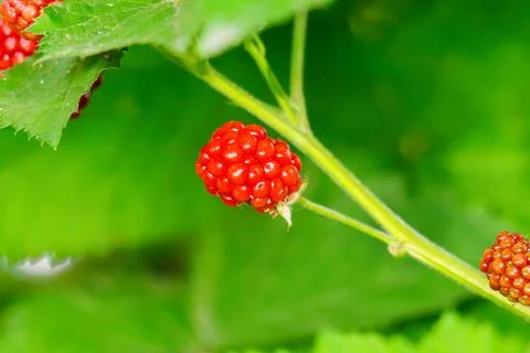 Bunch of blackberries 库存照片