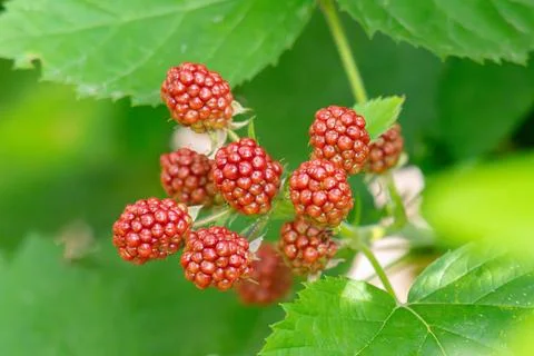 Bunch of blackberries 库存照片
