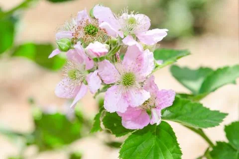 Bunch of blackberry or raspberry spring blossom Stock Photos