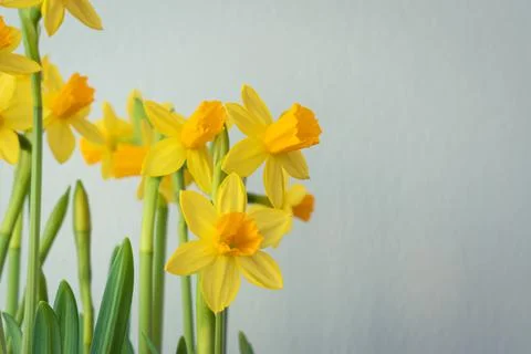 Bunch of blooming daffodils Stock Photos