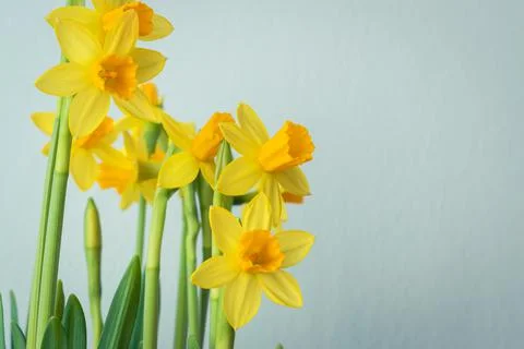 Bunch of blooming daffodils Stock Photos