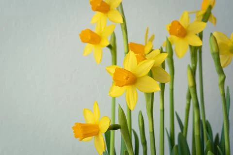 Bunch of blooming daffodils Stock Photos