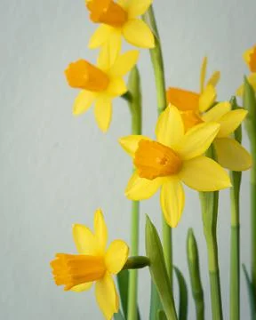 Bunch of blooming daffodils Stock Photos