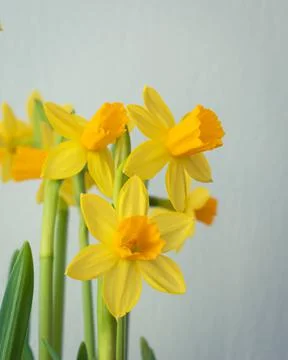 Bunch of blooming daffodils Stock Photos