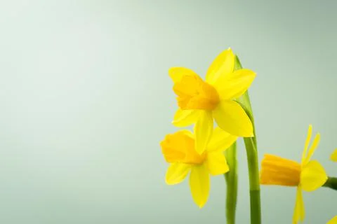 Bunch of blooming daffodils Stock Photos