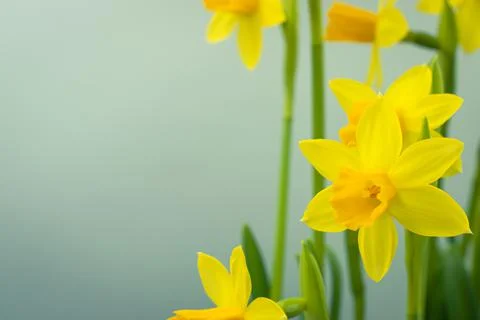 Bunch of blooming daffodils Stock Photos